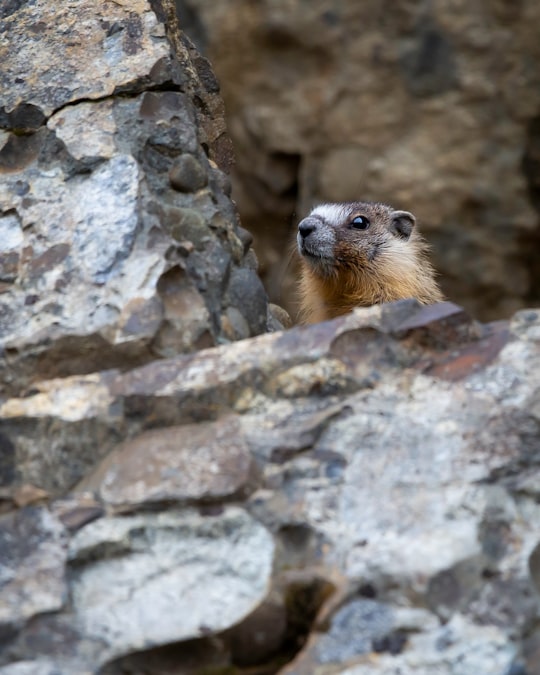 brown rodent on gray rock in Manning Park Canada