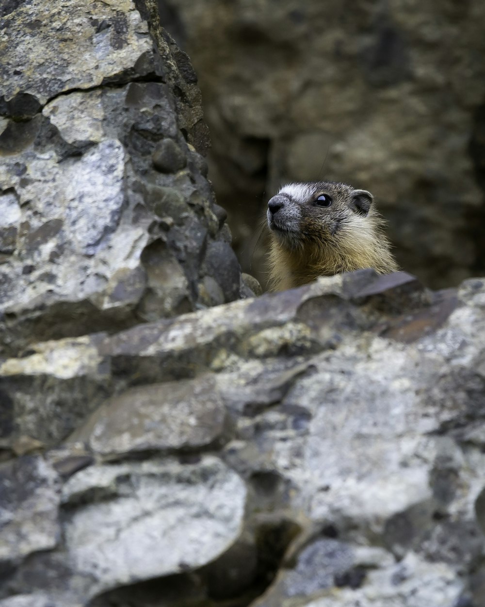 brown rodent on gray rock