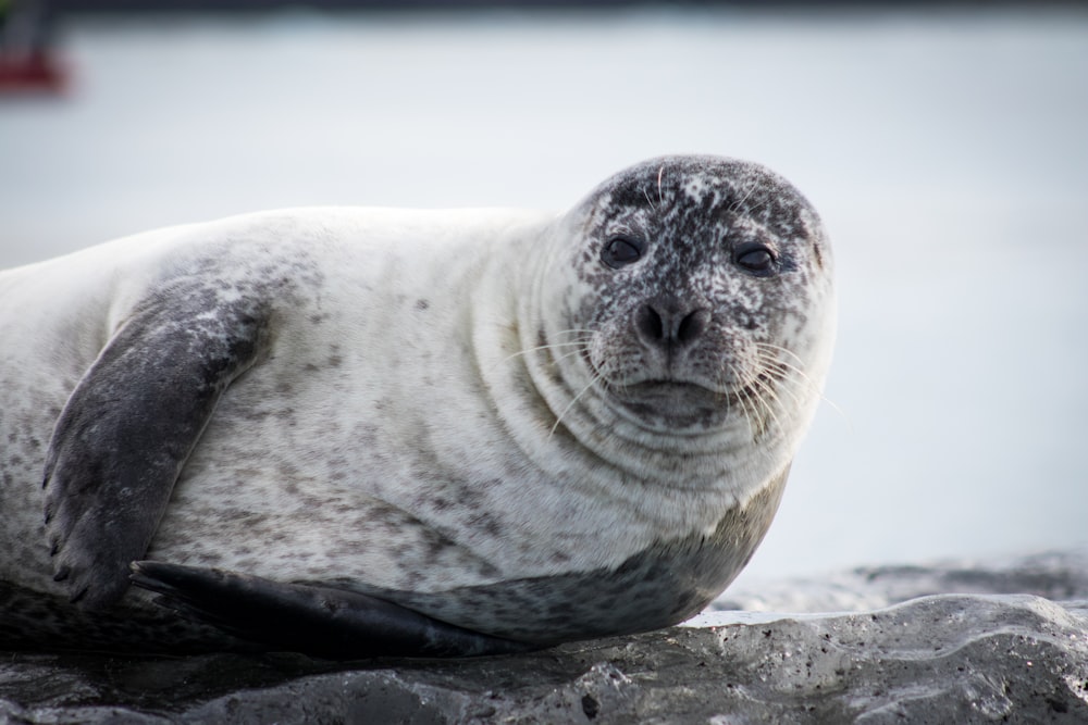 a seal sitting on top of a rock next to a body of water