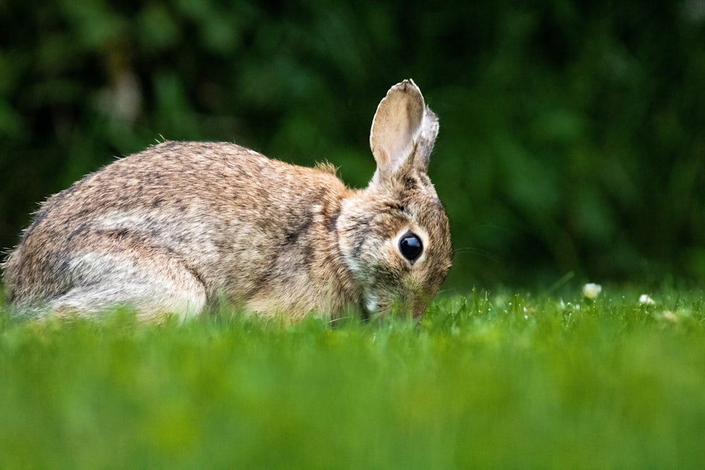 brown rabbit on green grass during daytime