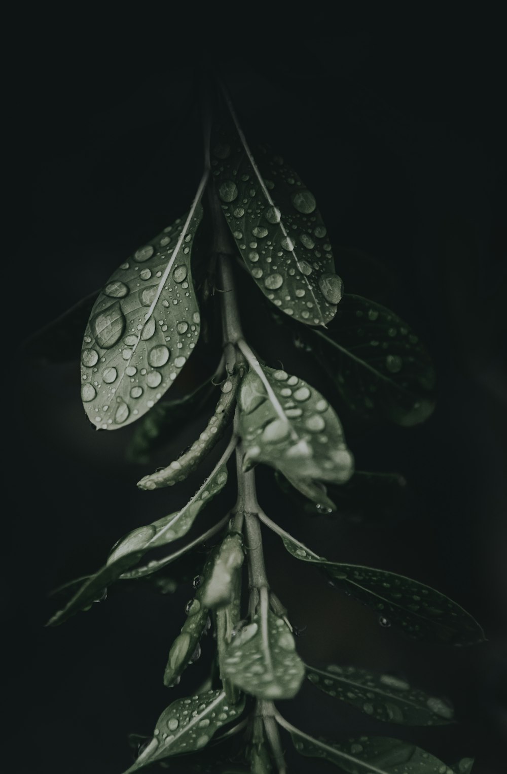 green leaf with water droplets