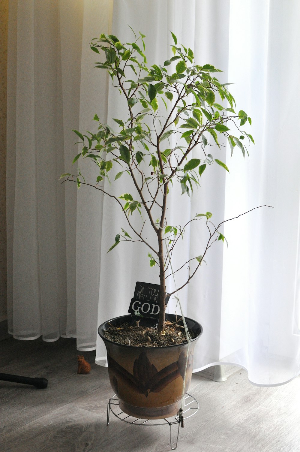 green plant on brown clay pot