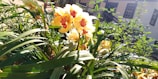 Bright yellow cattleya orchid blooming in sunlight