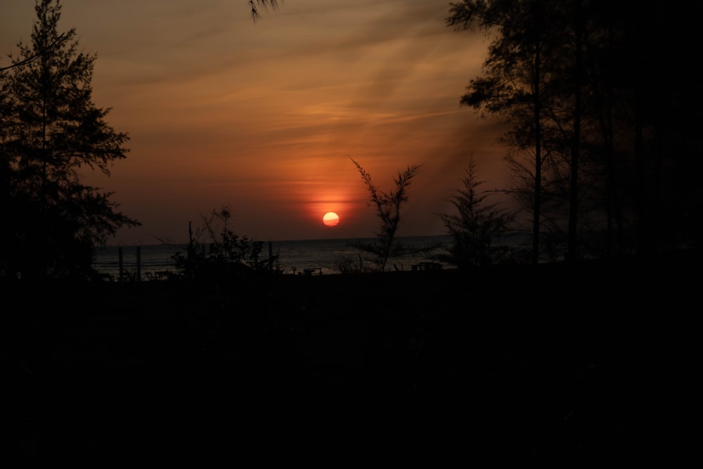 silhouette of trees during sunset