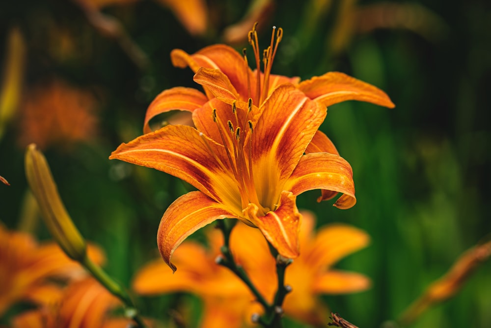 yellow flower in tilt shift lens