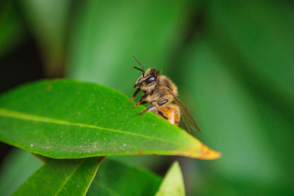 brown and black bee on green leaf