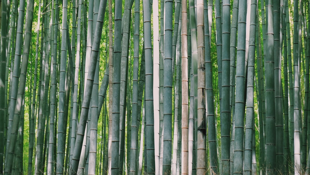 green bamboo tree during daytime