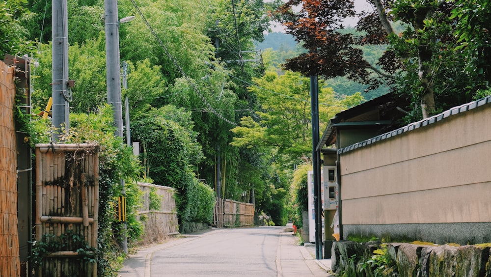 green trees beside gray concrete road during daytime