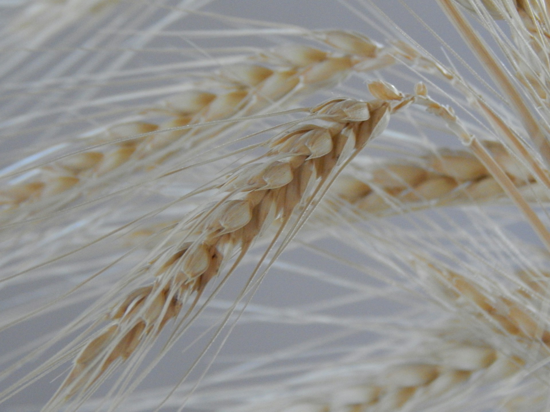 brown wheat in close up photography