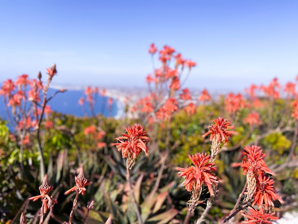 red flower in tilt shift lens