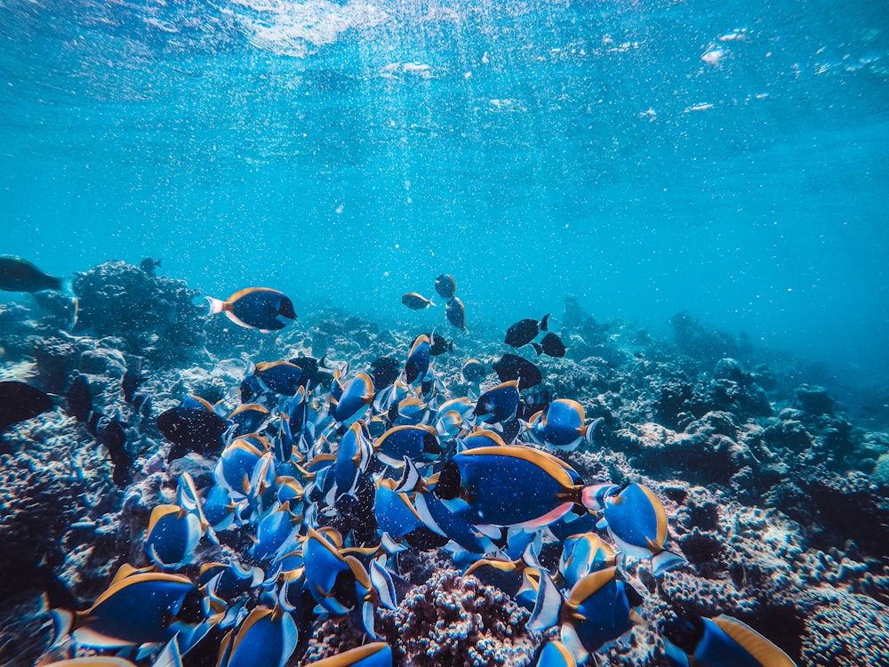 school of fish in water