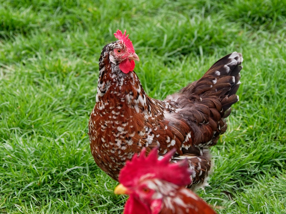 brown and white chicken on green grass during daytime