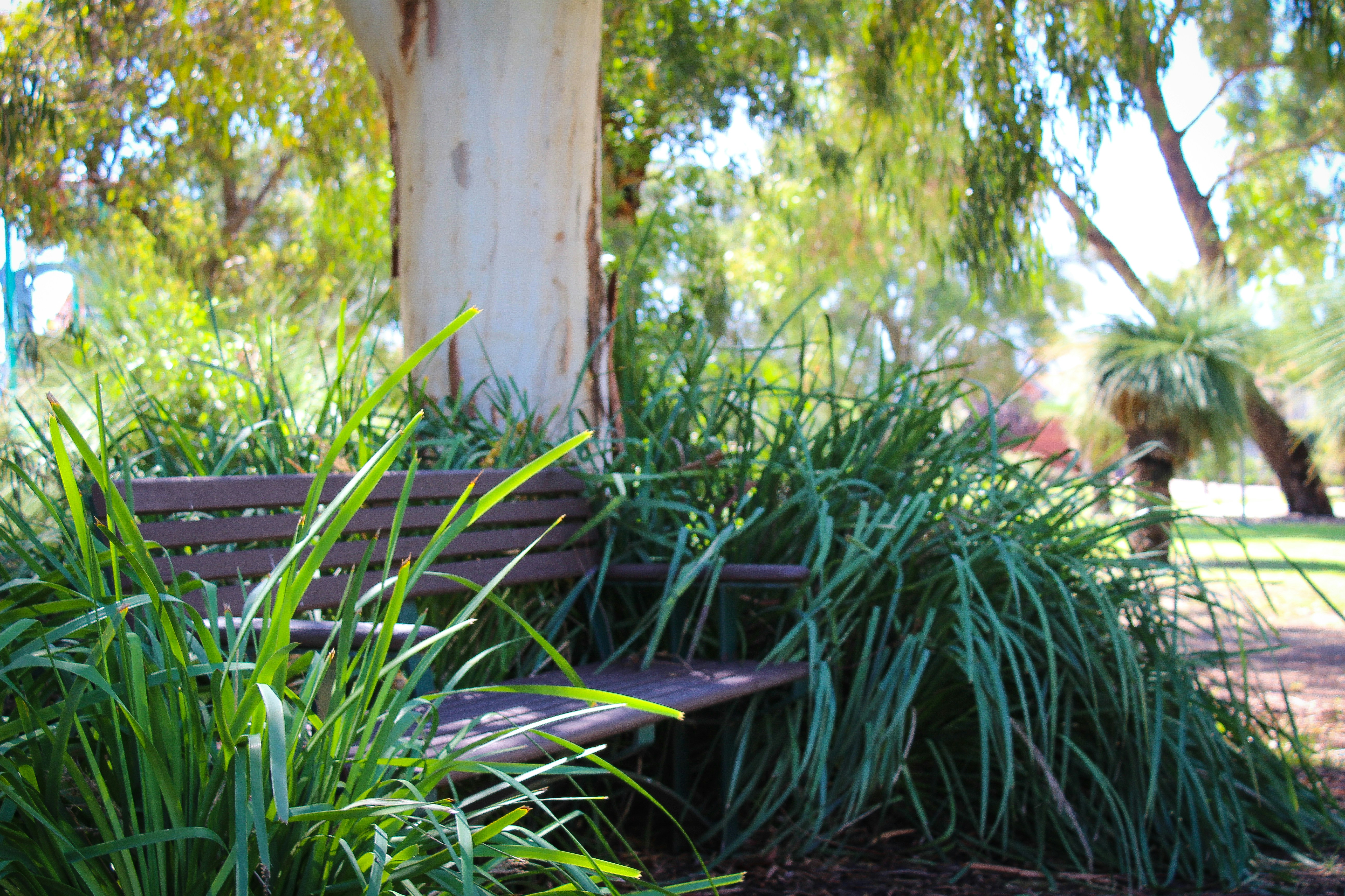 Garden bench among grasses beneath a gum tree