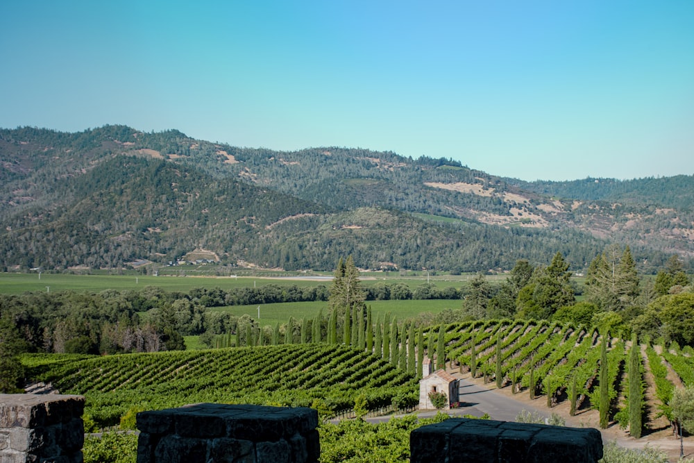 Campo de hierba verde y árboles durante el día