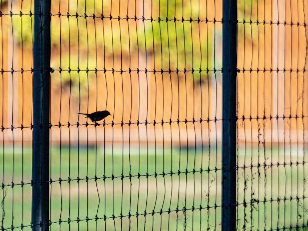 black bird on green fence during daytime