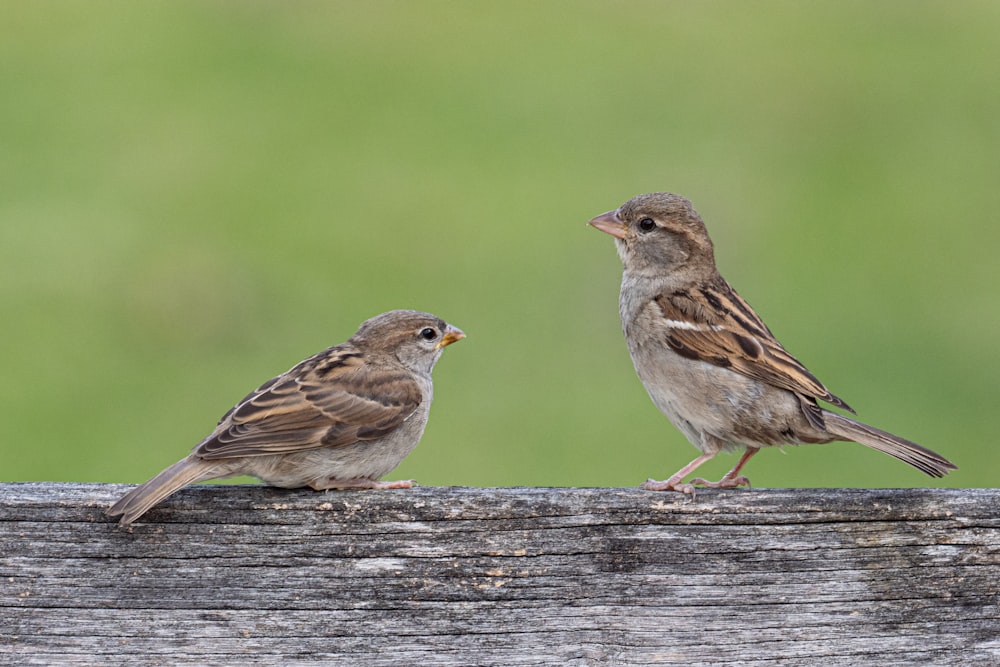 brown and gray bird on brown wooden surface