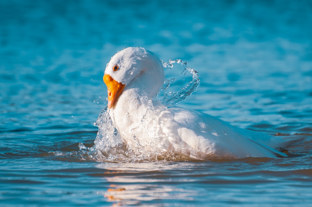 white duck on water during daytime