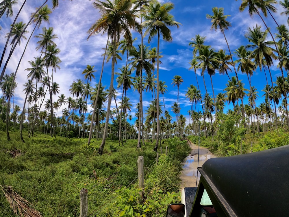coconut trees under blue sky during daytime