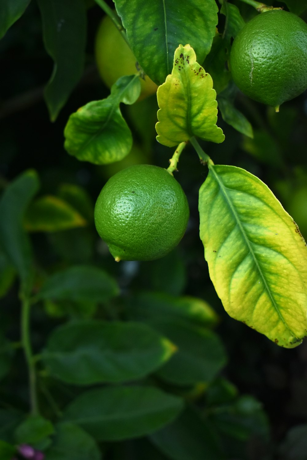 Fruta redonda verde en fotografía de primer plano