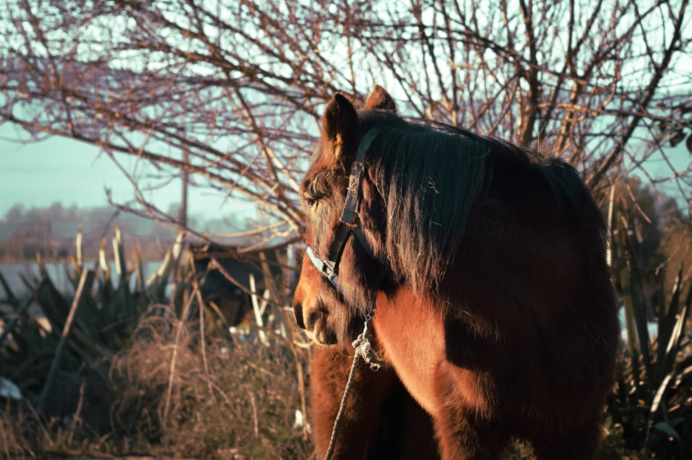 brown horse on brown grass field during daytime