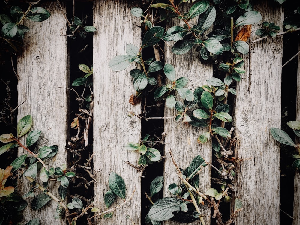 green and brown plant on brown wooden fence