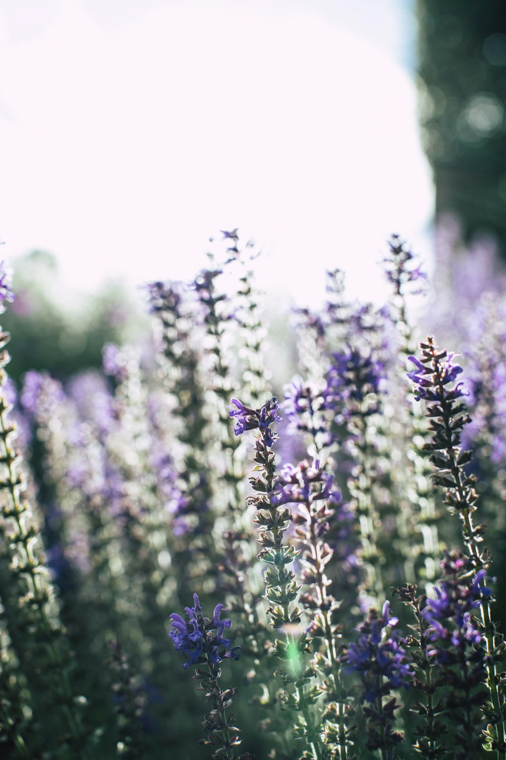 purple flowers in tilt shift lens