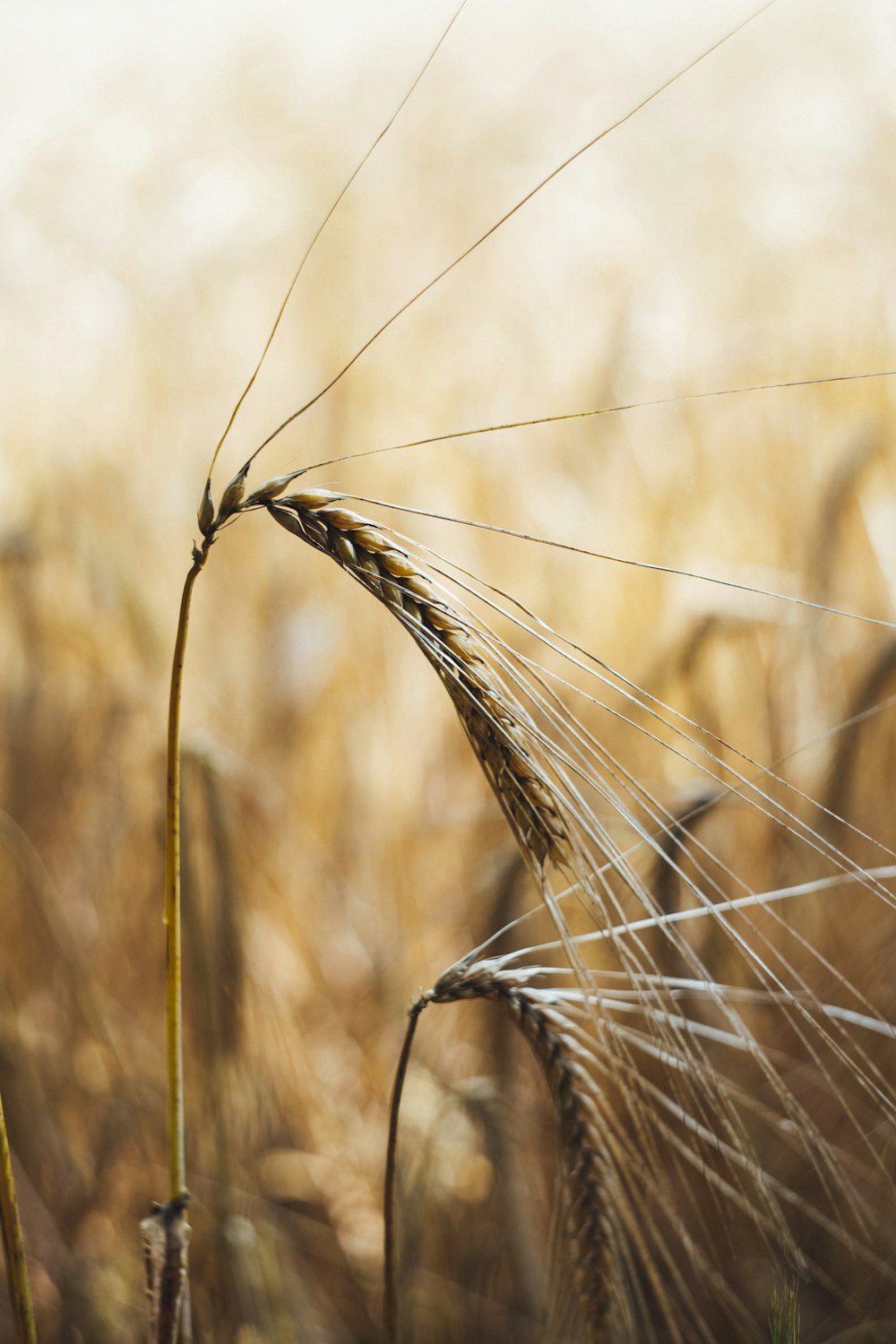 brown wheat in close up photography