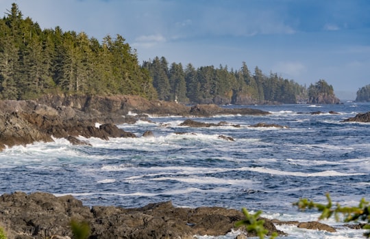 green trees beside body of water during daytime in Ucluelet Canada