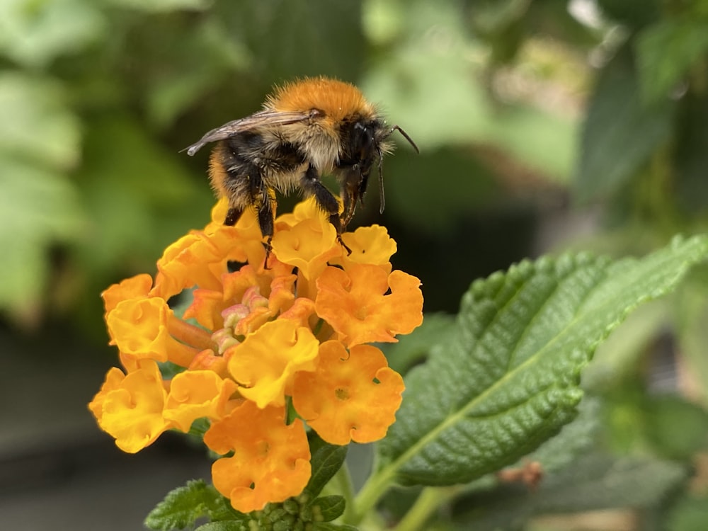 black and yellow bee on yellow flower