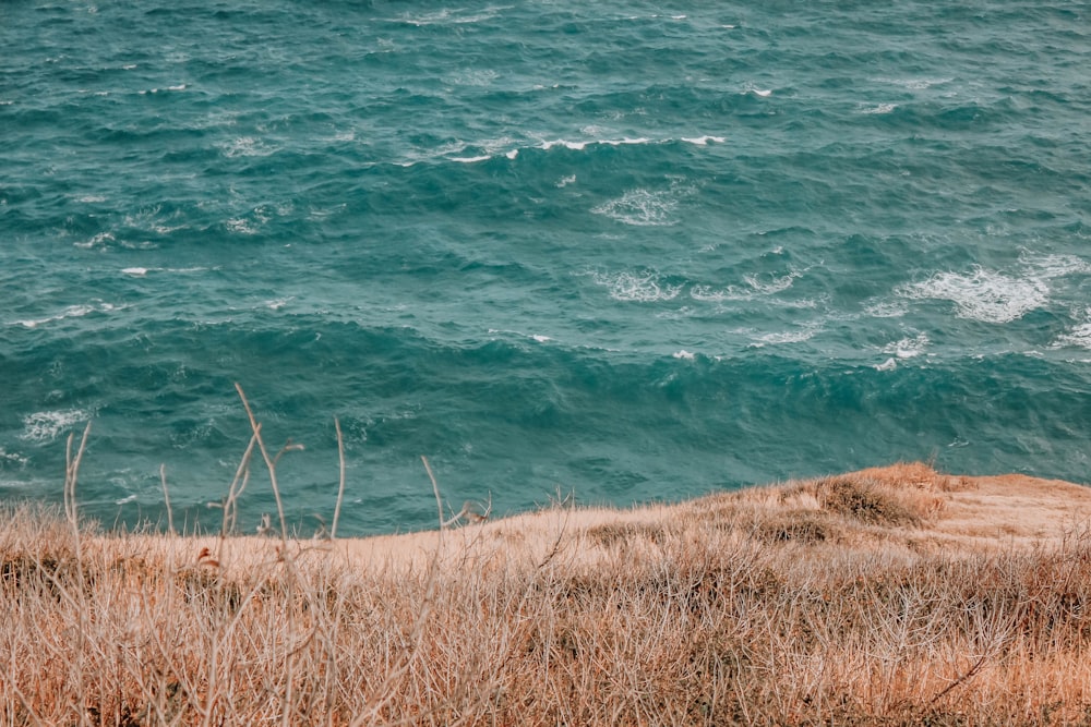 brown grass near body of water during daytime