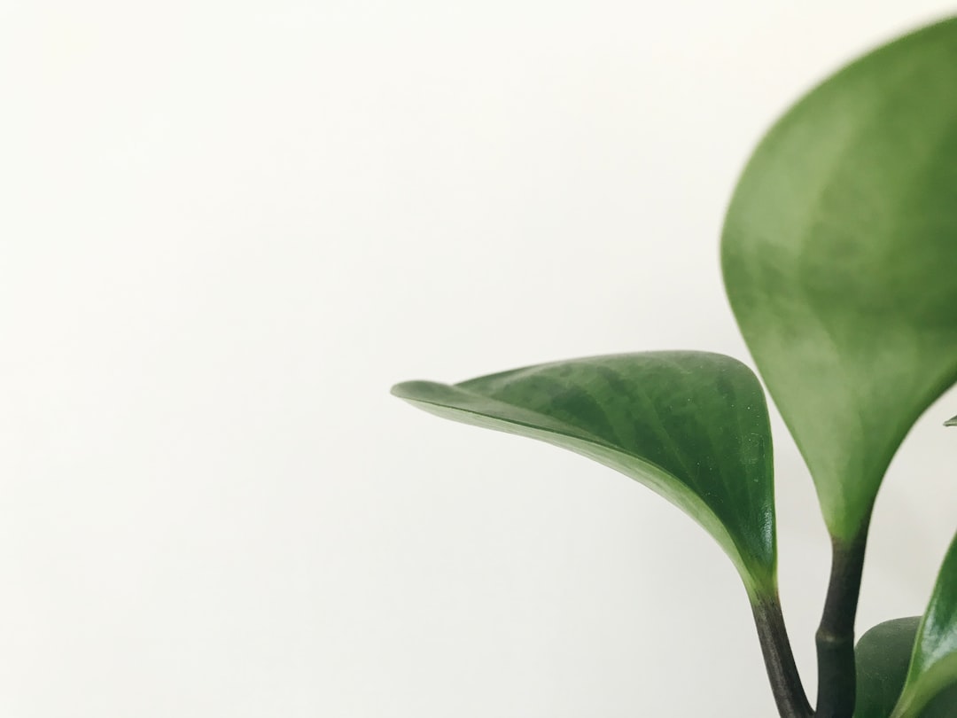 green leaf plant on white background