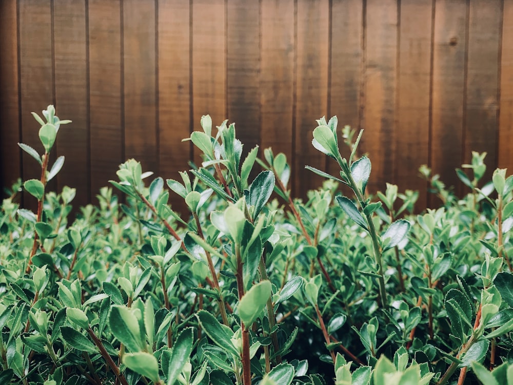 green plant near brown wooden wall