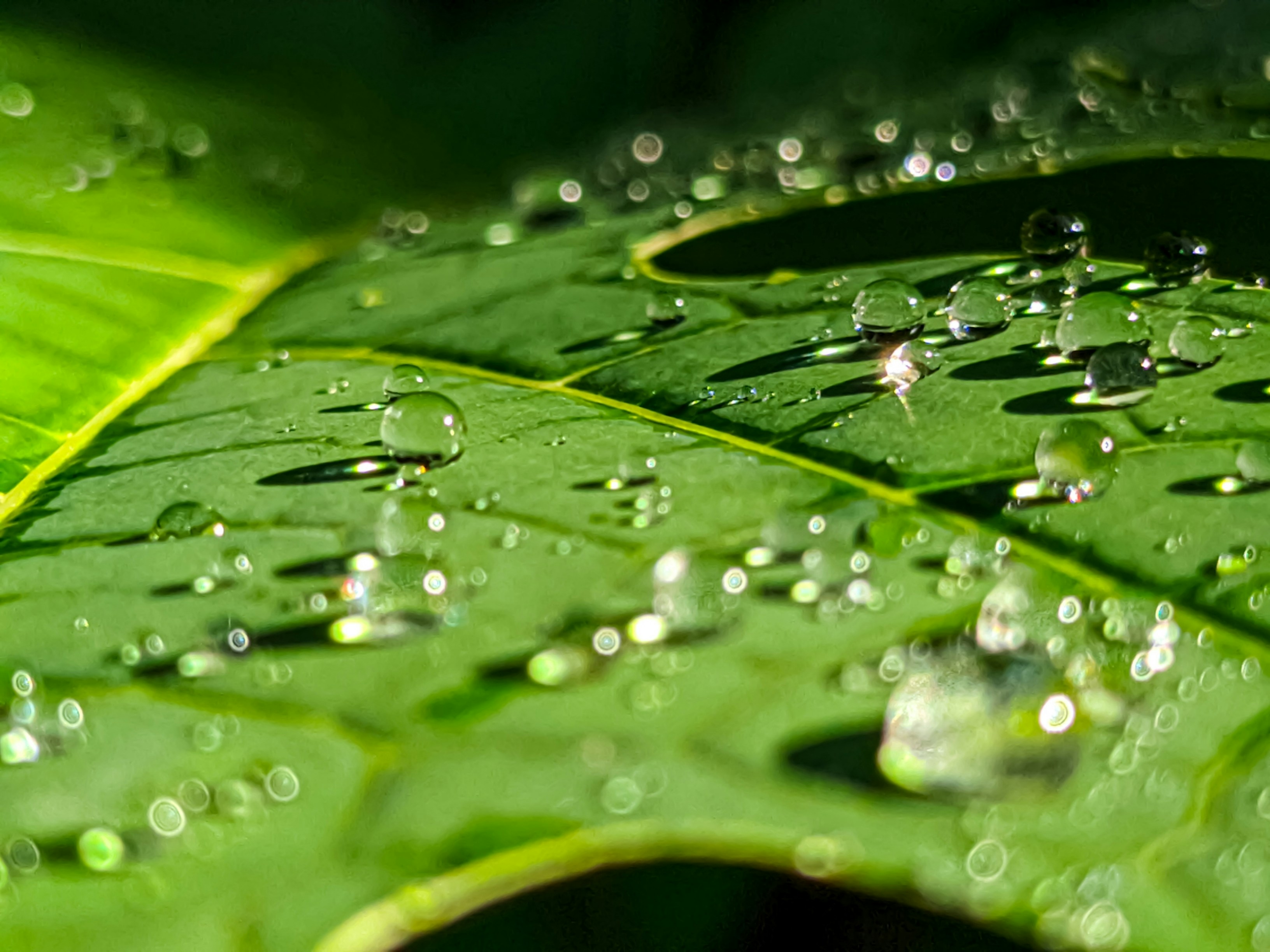 Photo by chamindu_perera