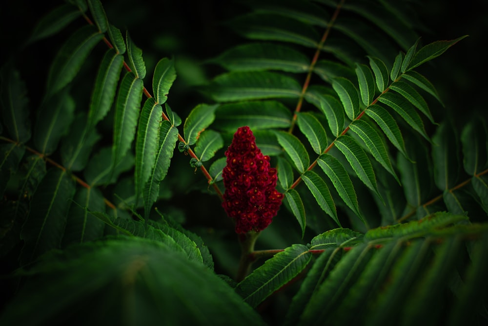 red flower in green leaves