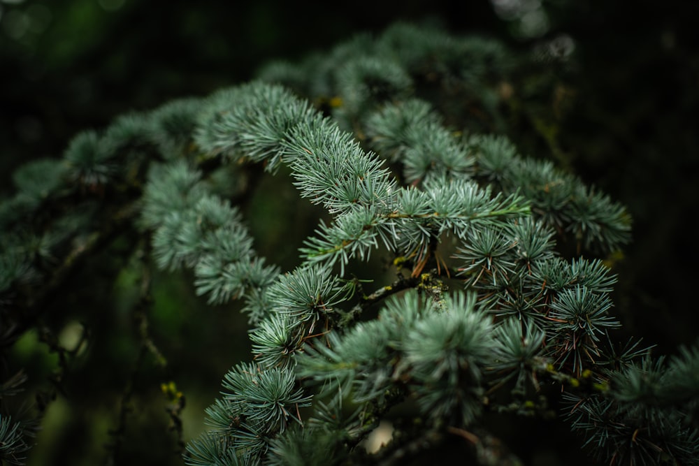 green pine tree covered with snow