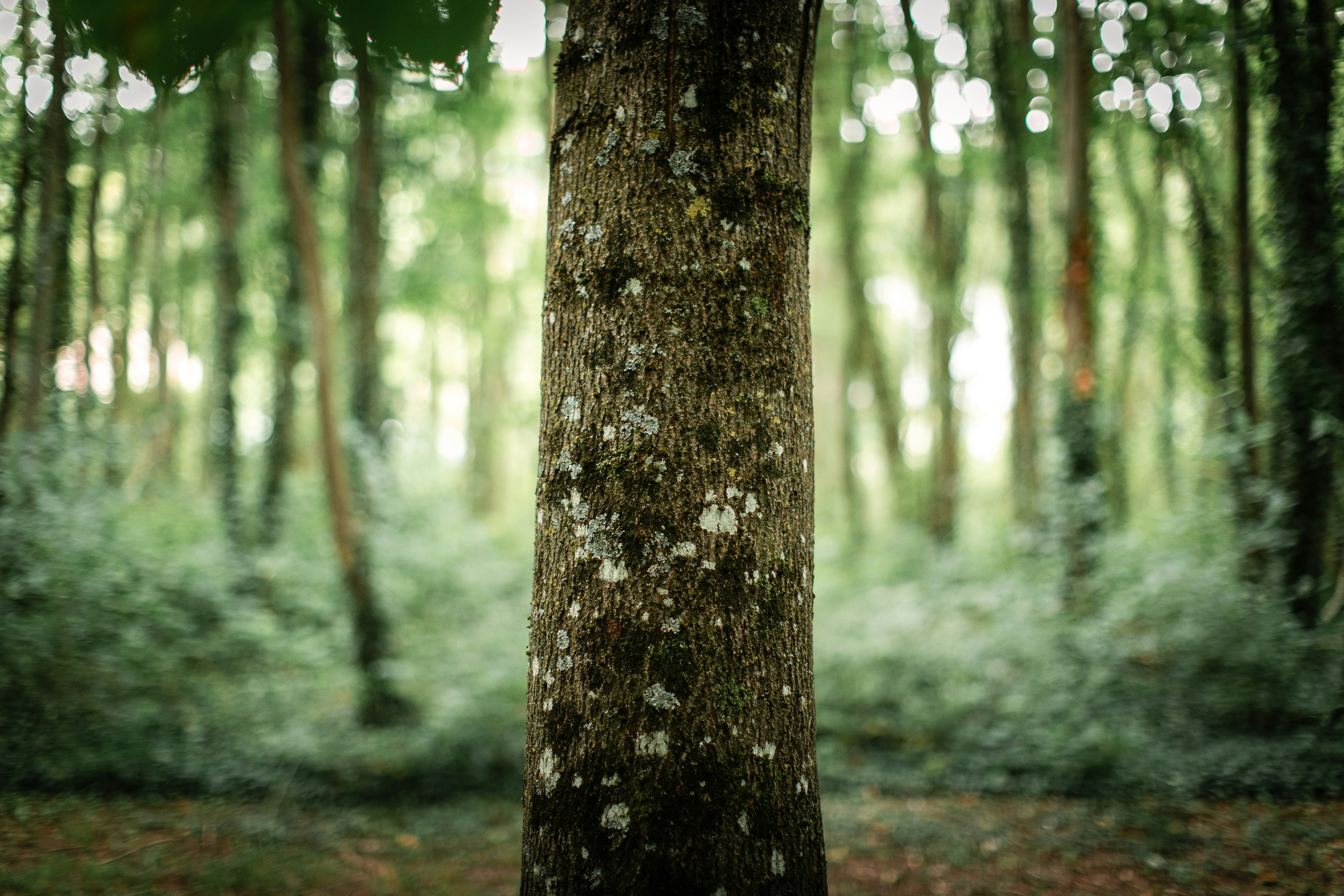 brown tree trunk in tilt shift lens