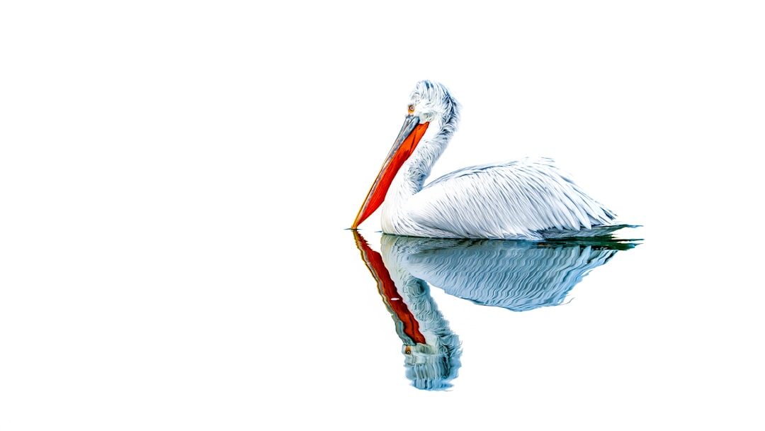 brown pelican on mid air