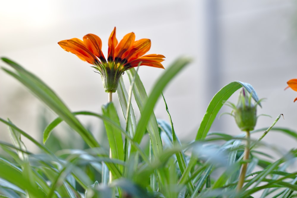 緑の草にオレンジ色の花