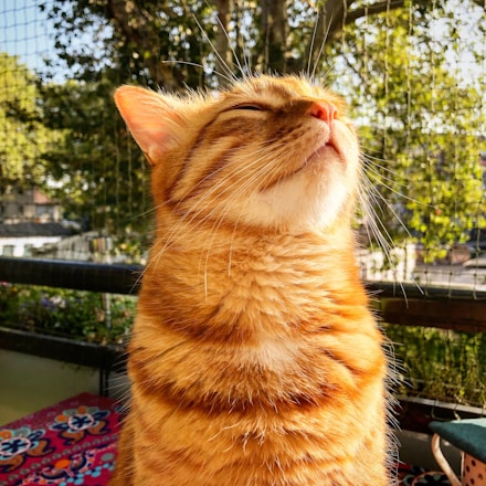 orange tabby cat on blue and red textile