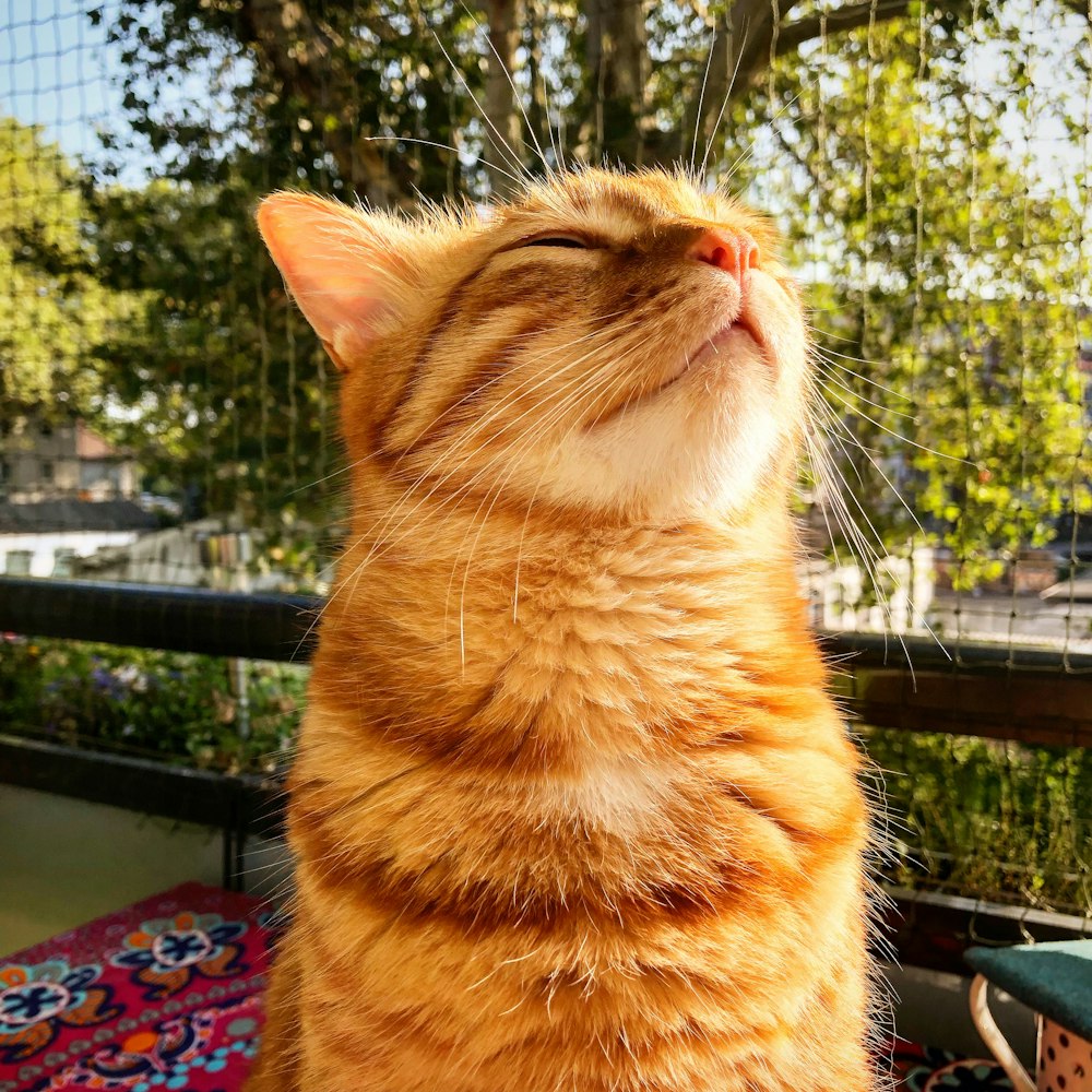 gato atigrado naranja sobre textil azul y rojo