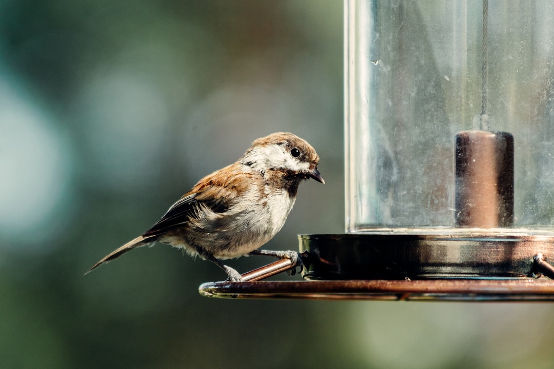 brown and white bird on brown wooden stick