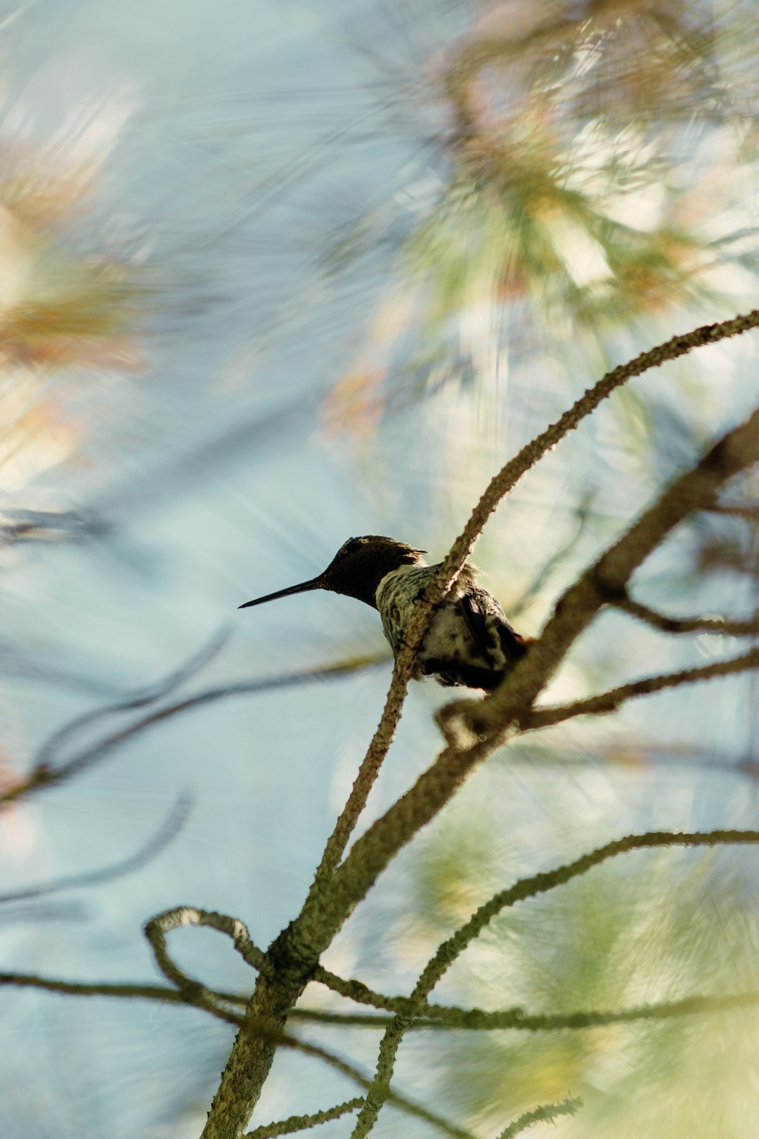 black and brown bird on brown tree branch