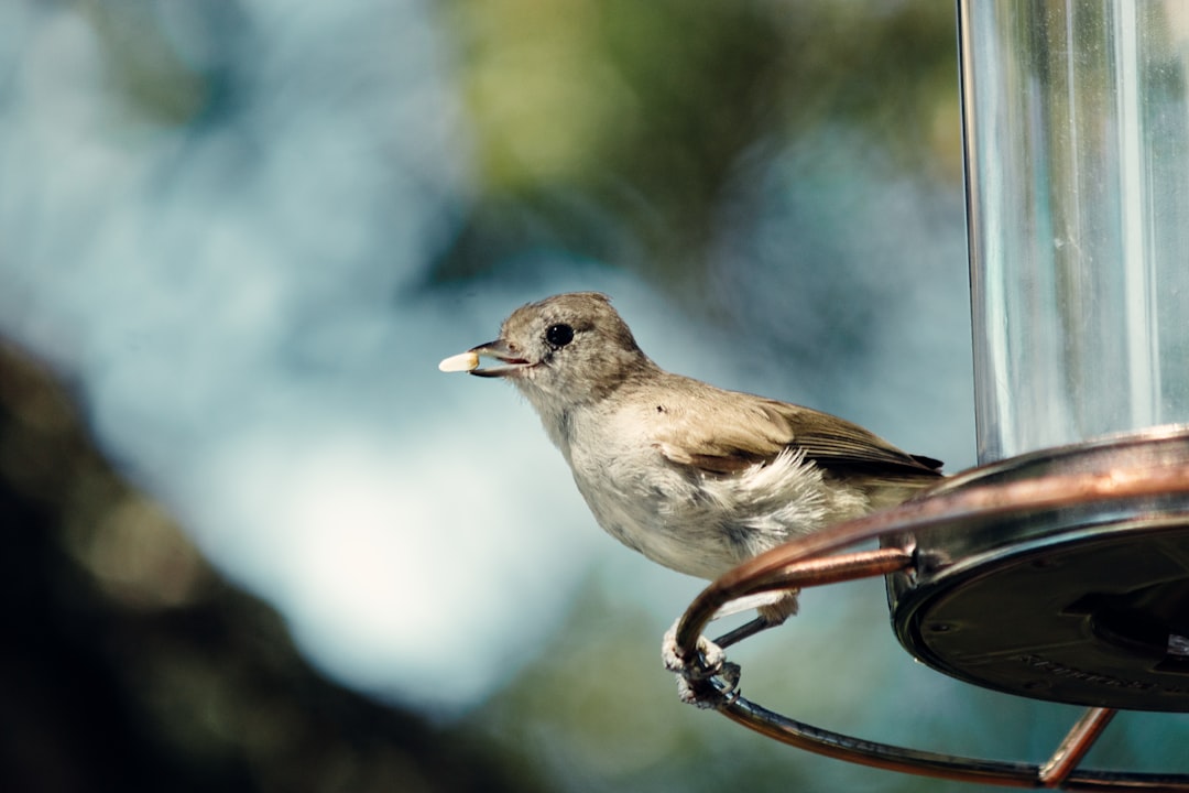 brown and white bird on brown tree branch