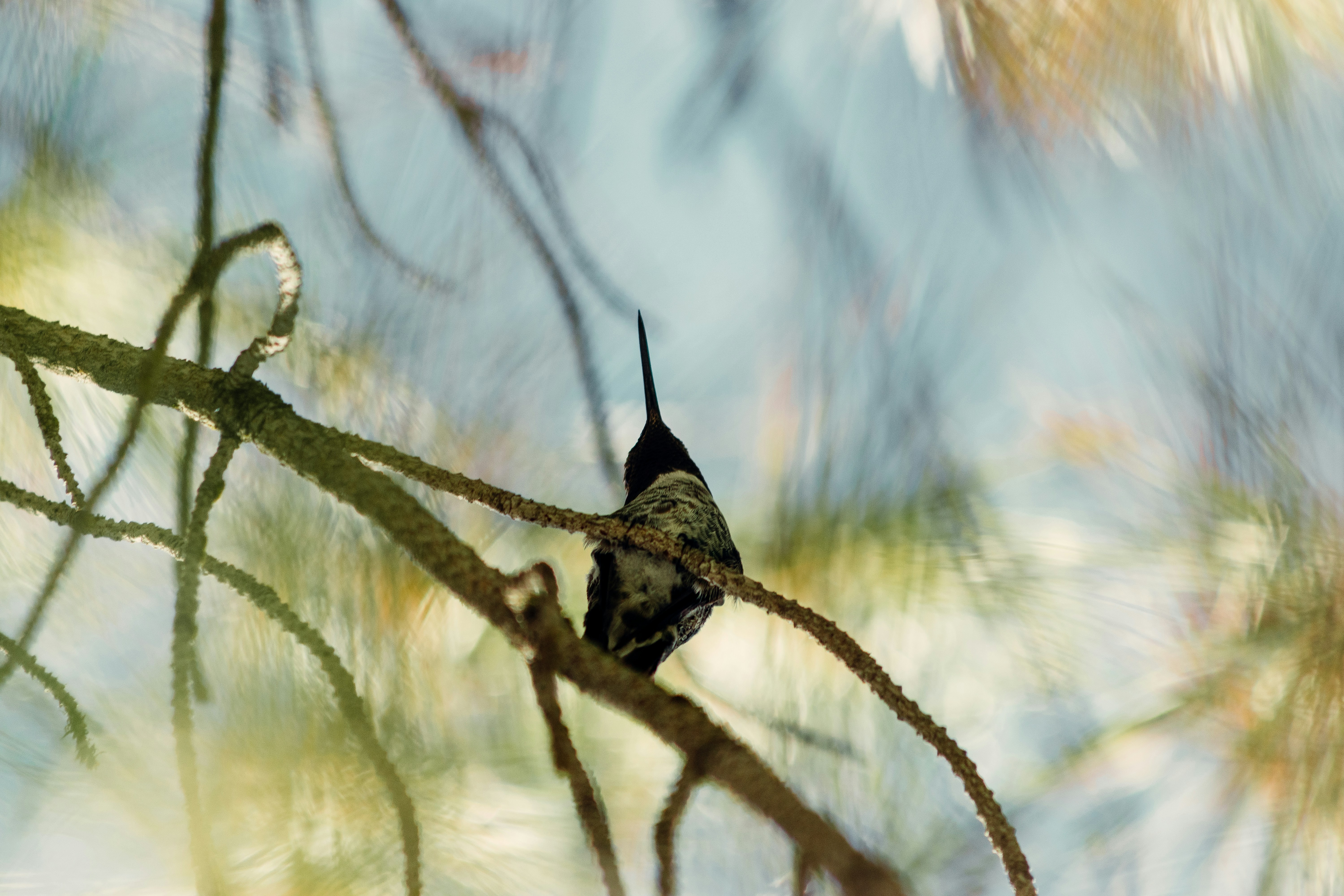 녹색과 흰색 나비는 변태를 겪었습니다. 사진 – Unsplash의 무료 배경 이미지, image size:3000x2000