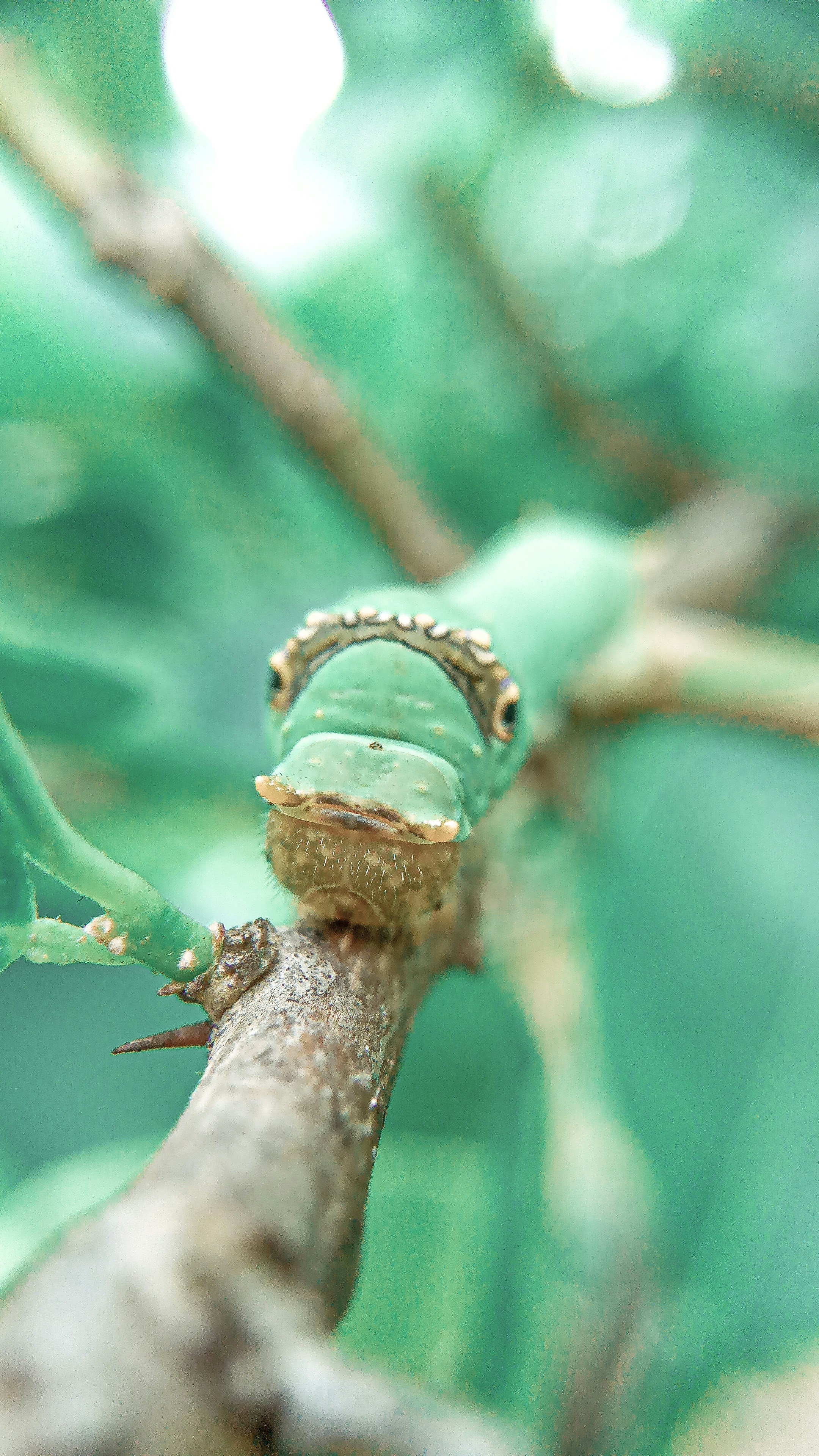 茶色の茎に緑と茶色の毛虫の写真 Unsplashで見つける動物の無料写真