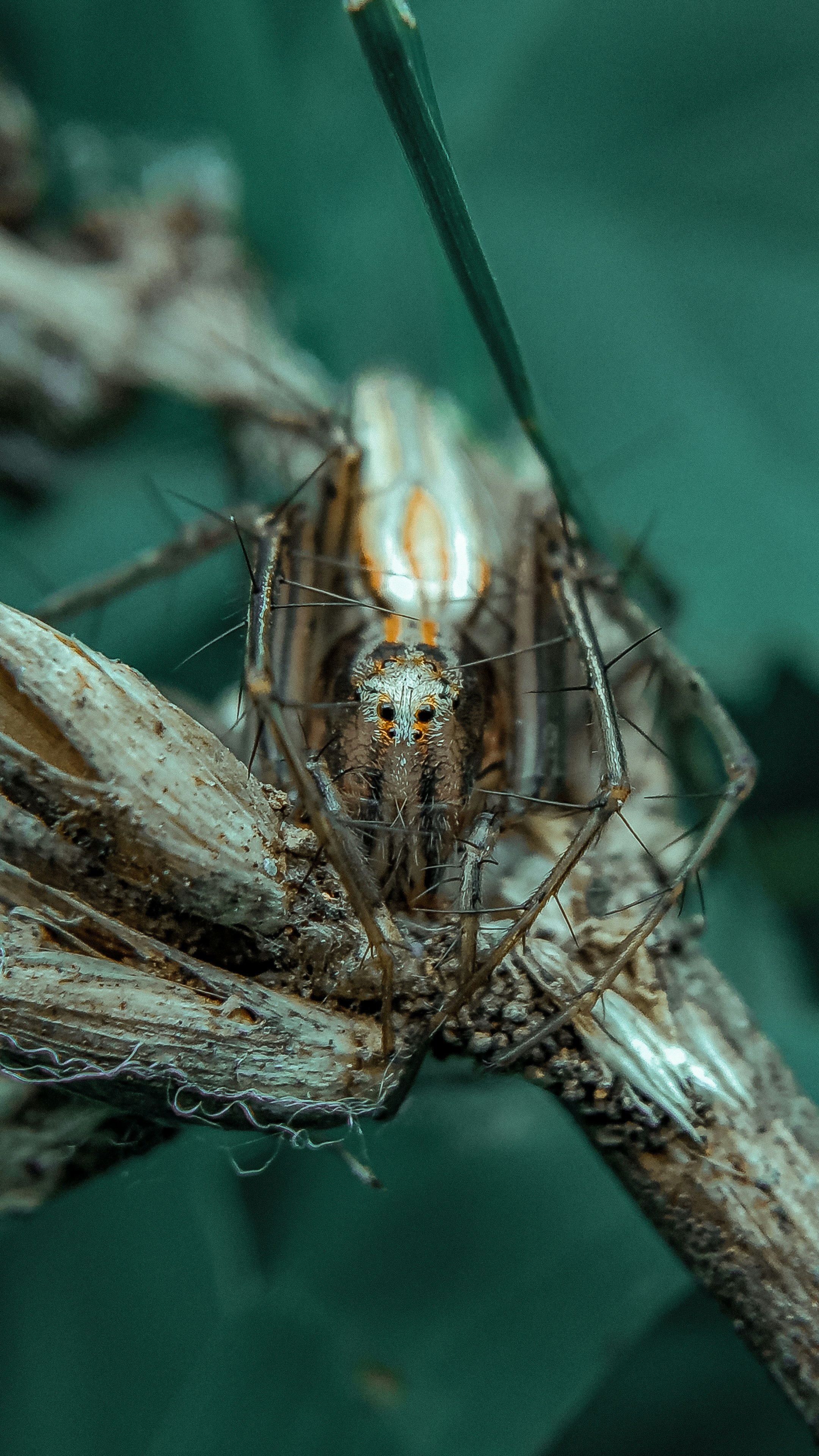 Photo by ghostsxmanjit