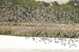 A vibrant flock of colorful birds flying over Bundala Bird Sanctuary.