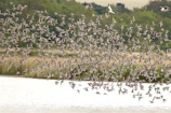A vibrant flock of colorful birds soaring over the wetlands of Bundala Bird Sanctuary.