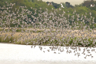 A vibrant flock of colorful birds soaring over the wetlands of Bundala.
