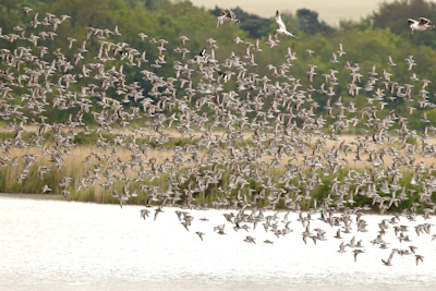 A vibrant flock of colorful birds flying over Bundala Bird Sanctuary.